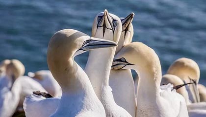 九游游戏中心官网-【比赛现场】激烈对抗背后的战术布局揭秘，激烈对抗性强的项目有哪些